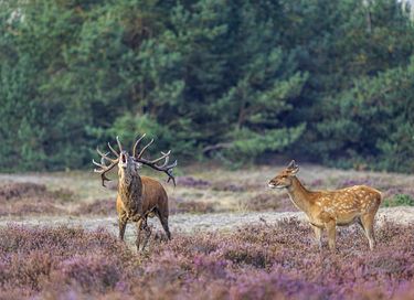 Vakantiehuis voor 22 personen op de Veluwe - 29