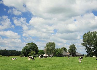 Logement de vacances pour 4 personnes avec bain à remous à Twente - 25