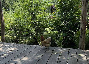 Nature cottage in Westerwolde (2p) - 34