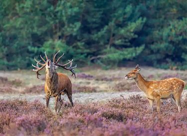 Gemütliche Ferienwohnung (4p) auf der Veluwe - 33