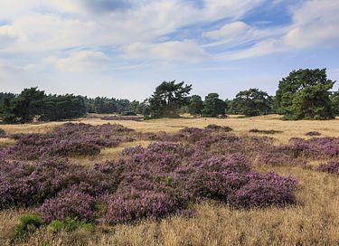 6-person glamping tent in the Veluwe region - 21