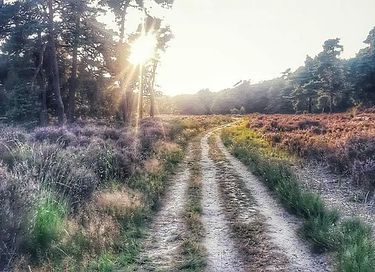 Gîte (4p) dans un environnement boisé - 28