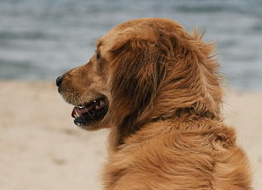 Vakantiehuis vlakbij strand (hond toegestaan) - 35