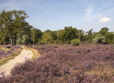 Luxe vakantiewoning midden in de natuur  - 16