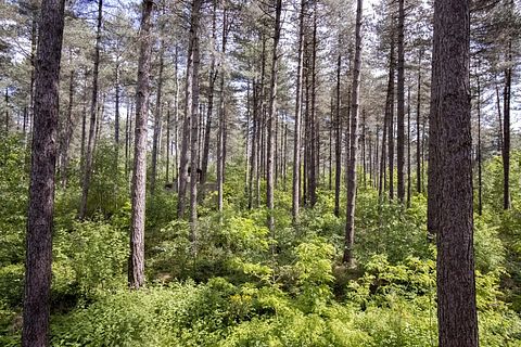 Maison unique dans la forêt avec bain à remous - 4