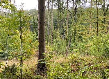 Ruime vakantiewoning vlakbij Durbuy - 33