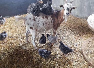Bijzonder verblijf op biologische boerderij - 26
