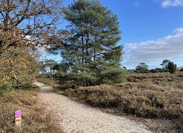 Vrijstaand huis (2p) in de bossen van Drenthe - 25