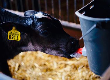 Bijzonder verblijf op biologische boerderij - 28