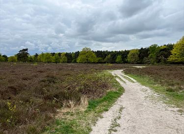 Prachtig boshuisje in het Gooi - 21