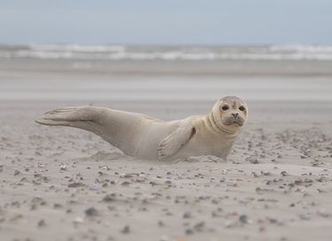 Studio confortable à Nes on Ameland - 20