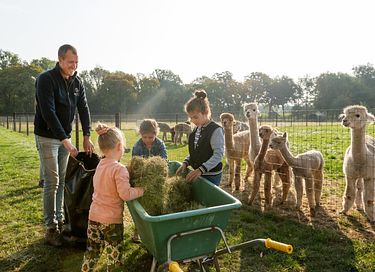 Glamping à la ferme des Alpagas - 20