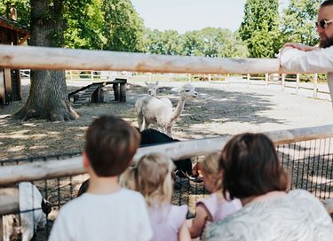 Roulotte dans la Veluwe - 46