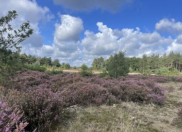 Casetta nel bosco sulla Veluwe in un villaggio turistico con piscina - 5