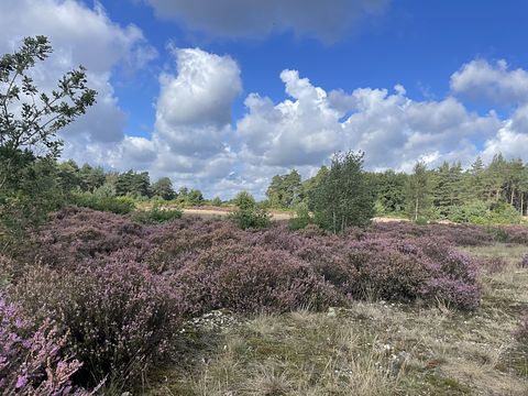 Casetta nel bosco sulla Veluwe in un villaggio turistico con piscina - 5