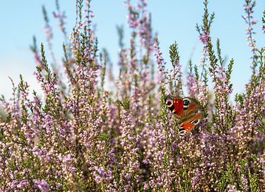 Mooi gelegen vakantiehuis midden op de Veluwe - 36