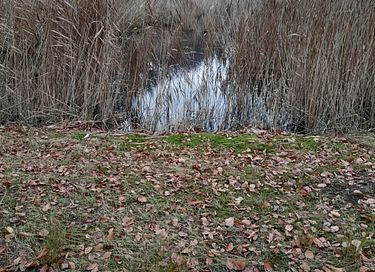 Natuurhuisje met sauna en buitenkachel - 32