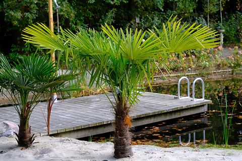 B&B in the forest with private swimming pond - 5