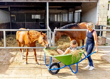 Glamping dans une ferme équestre et laitière - 5
