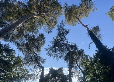 Lodge with private wellness under the trees - 34