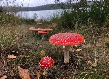 Boslodge met vrij uitzicht op de natuur - 14