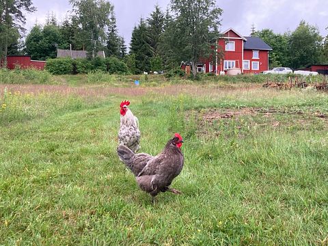 Off-grid hunting lodge in Sweden - 4