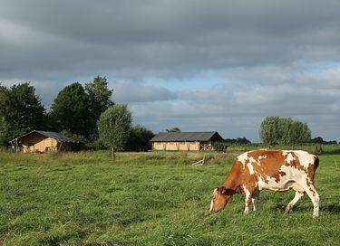 Glamping zwischen den Weiden in Groningen - 2