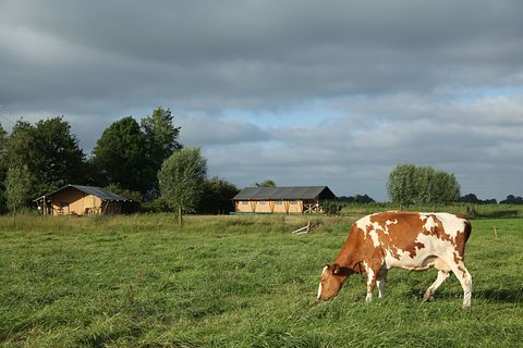 Glamping zwischen den Weiden in Groningen - 2