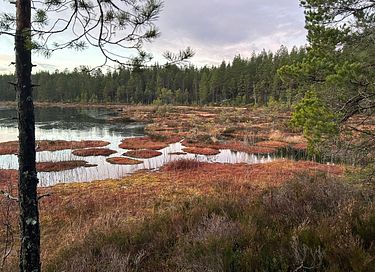Off-grid hunting lodge in Sweden - 28