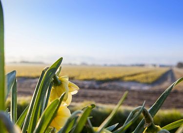 Ferienwohnung zwischen den Tulpenfeldern am Meer - 30