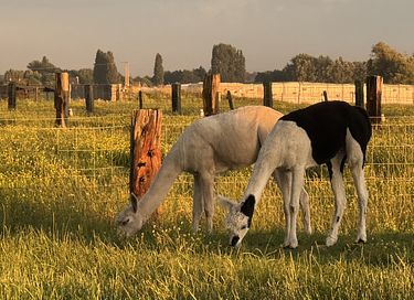 Glamping tussen de alpaca's - 2