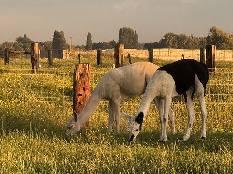 Glamping tussen de alpaca's - 2
