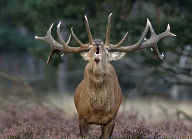 Skovhytte i Veluwe på feriecenter med svømmebassin - 4