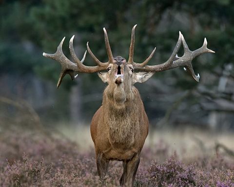Skovhytte i Veluwe på feriecenter med svømmebassin - 4