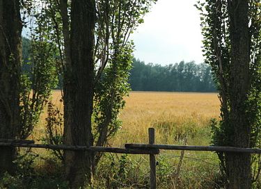 Pipowagen met natuurbad op eigen terrein - 13