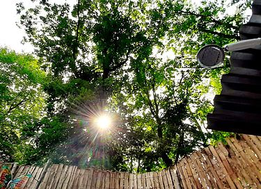 Glasjurte im Wald - 37