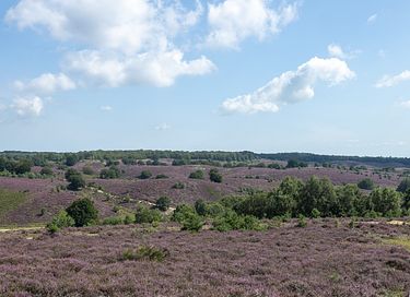 Mooi gelegen vakantiehuis midden op de Veluwe - 35
