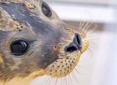 Bungalow på Texel tæt på stranden - 24