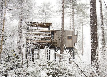 Treehouse in the forest - 13
