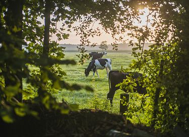 Romantisch overnachten in een herderswagen - 27