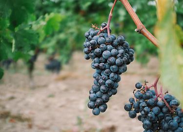 Tiny house dans les vignes en Dordogne - 15