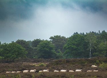 Romantisch overnachten in een herderswagen - 28