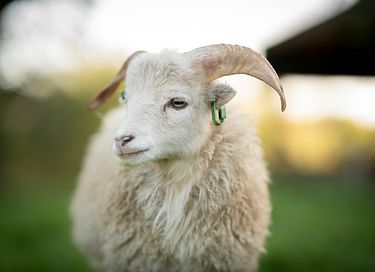 Overnachten in een authentieke boerderij - 23