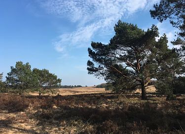 Forest cabin in the Veluwe on park with pool - 26