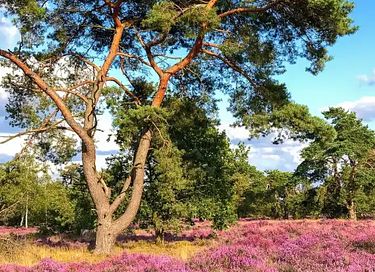 Vakantievilla met sauna in Gelderland - 32