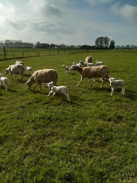 Séjour dans une cabane de berger à la ferme - 2