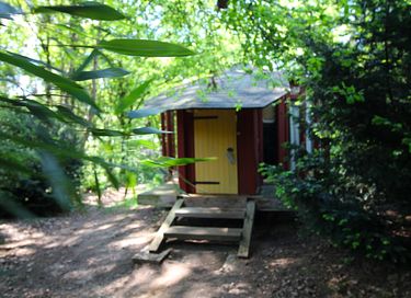 Glasjurte im Wald - 18