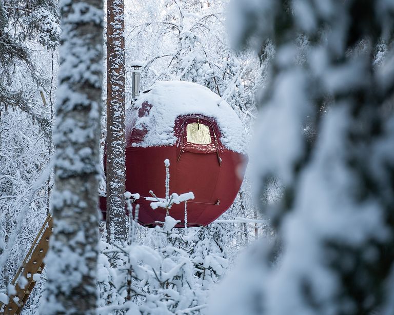 Tente glamping unique en pleine forêt - 1