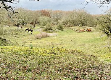 Ferienwohnung in den Dünen von Nordholland - 51