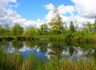 Pipowagen op het Friese platteland - 6